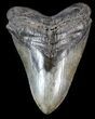 Large, Fossil Megalodon Tooth #41800-1